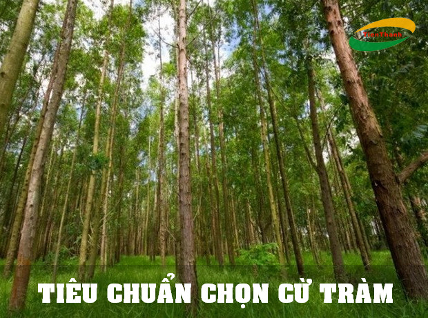 Các Tiêu Chuẩn Cừ Tràm và Kỹ Thuật Thi Công Đóng Cọc Cừ Tràm,cách đóng cừ tràm, ép cừ tràm đúng cách
