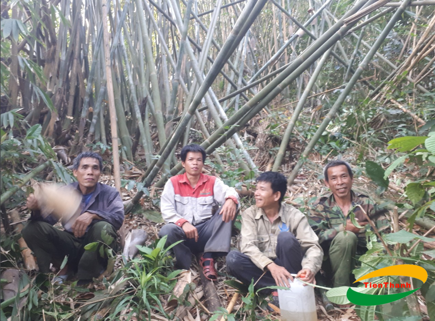 Tiến Thành Chuyên Cung Cấp Cây Lồ Ô Giá Rẻ, Bán Tre Trúc, Tre Lồ Ô TPHCM